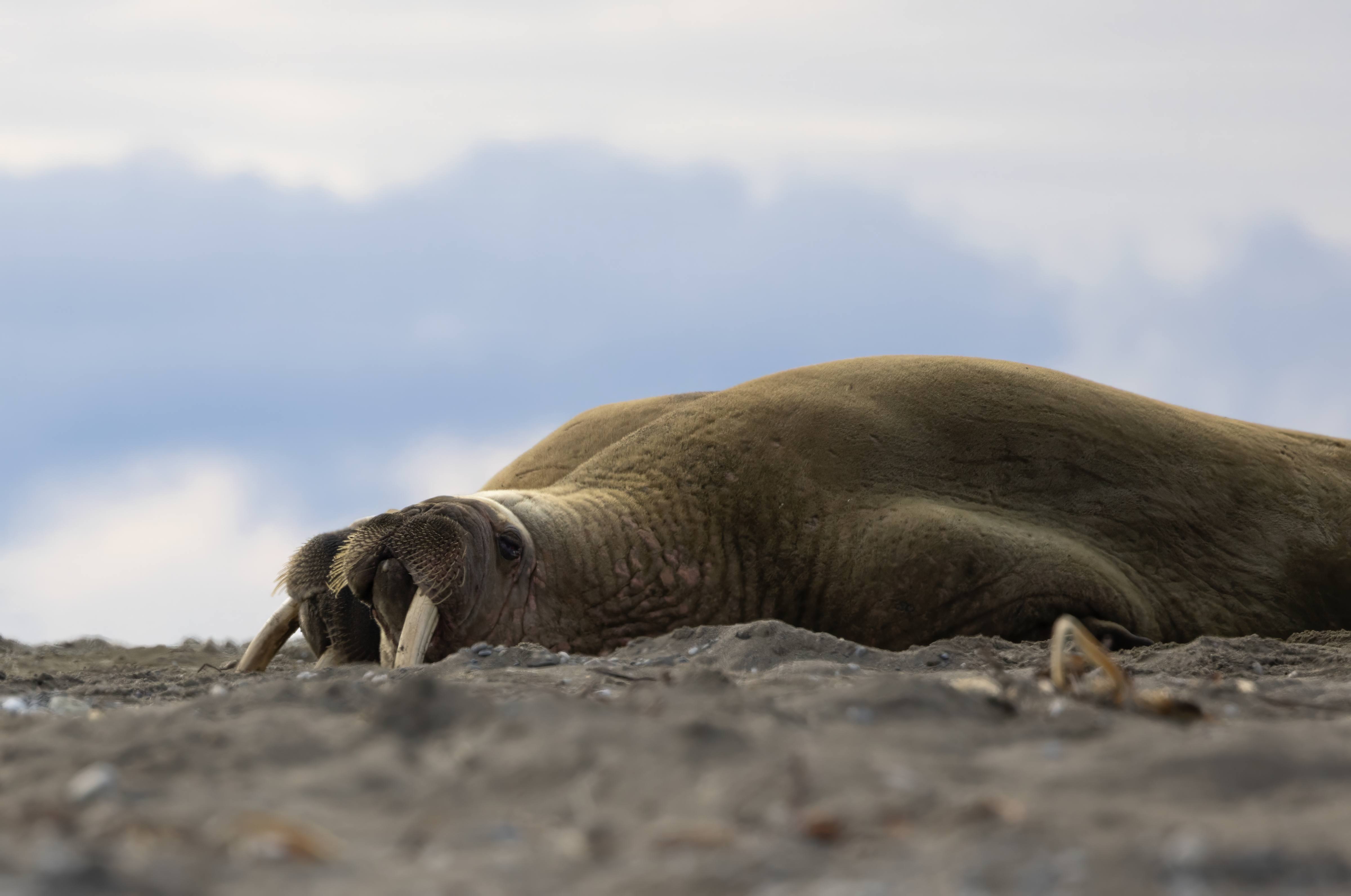 Last day blues - Walrus, Forlandet National Park, Longyearbyen, Svalbard, Norway