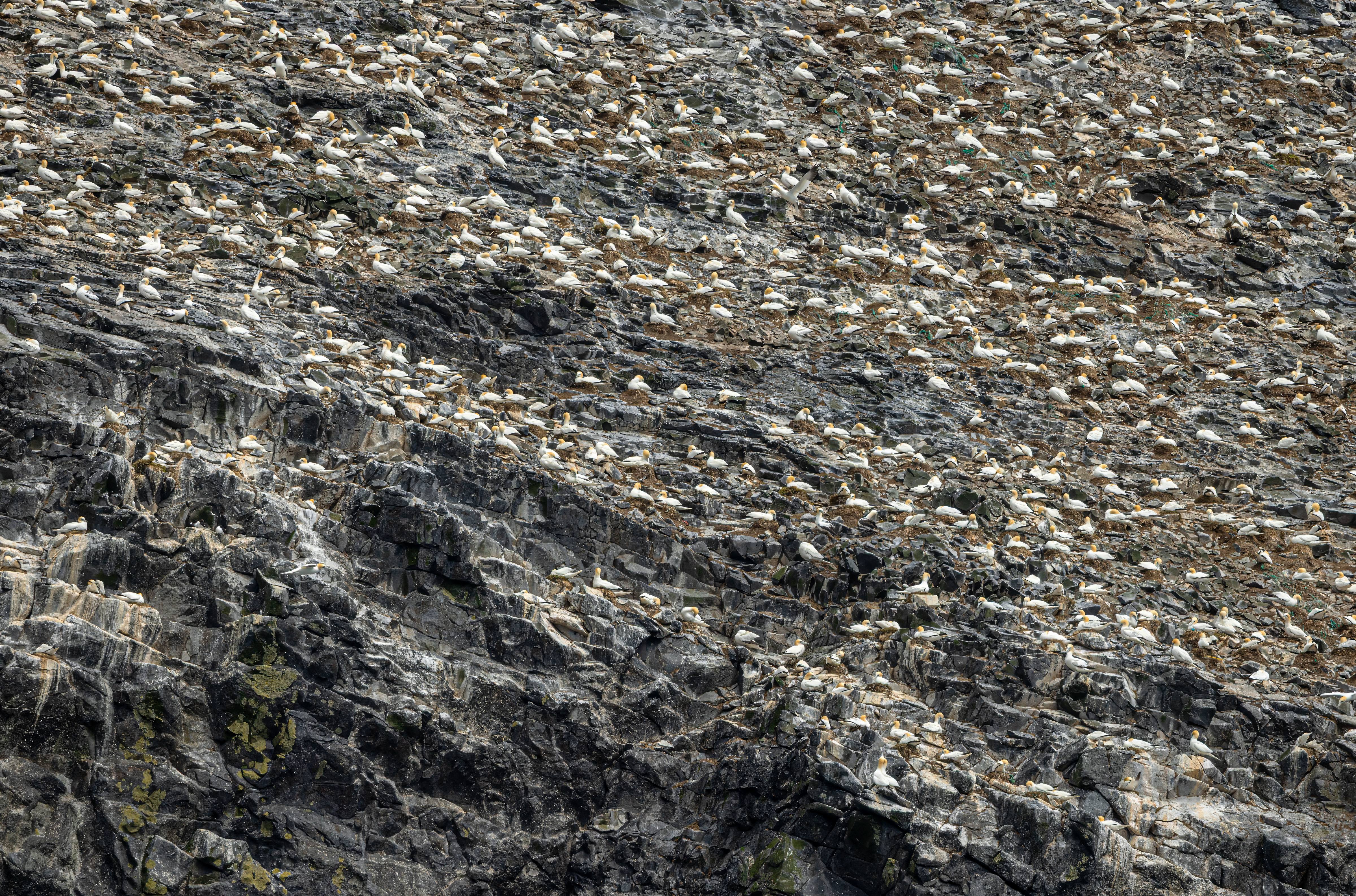 Ganet galore , Stac Lee