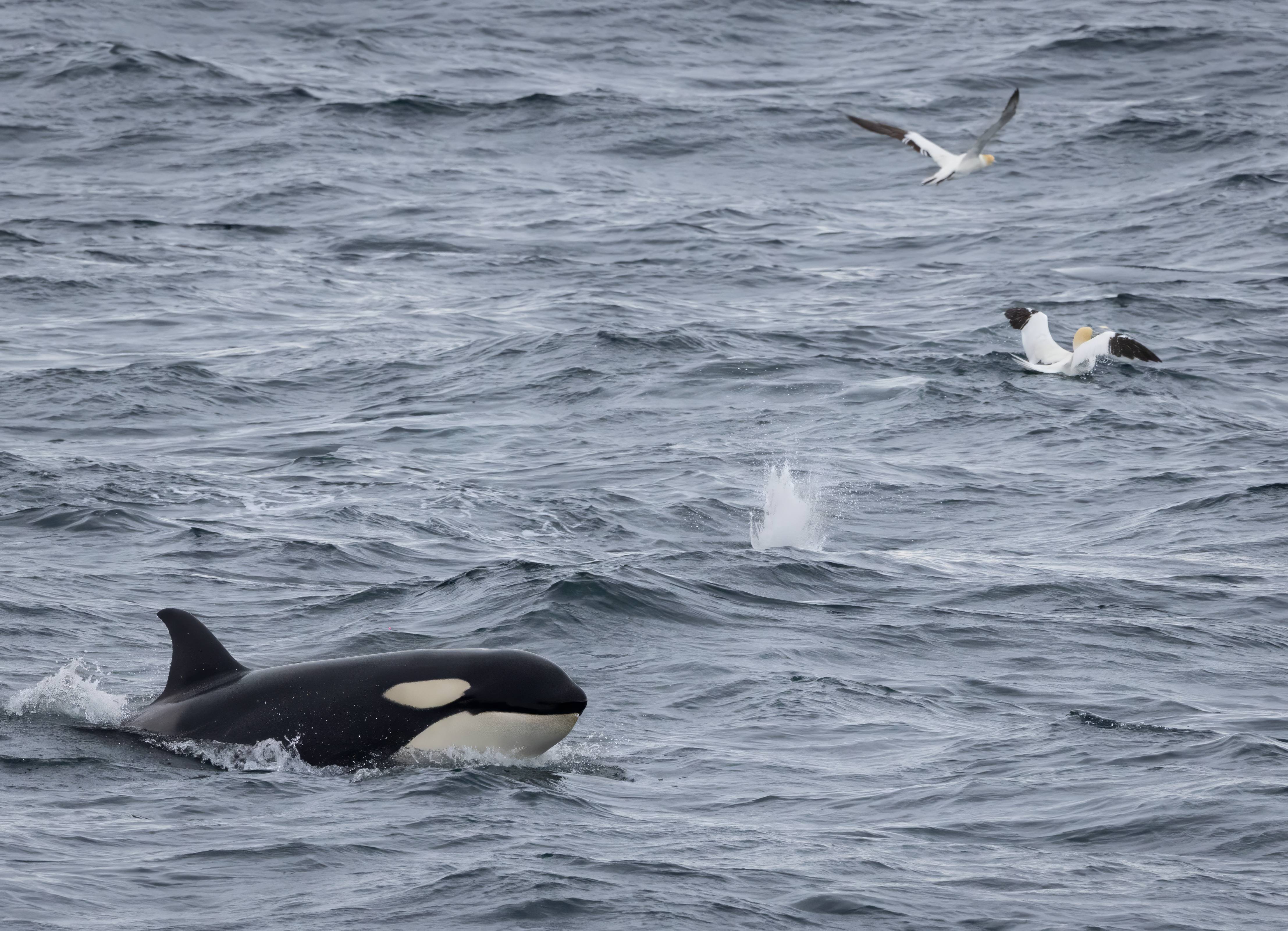 Time to party - Off Surtsey Island, Southern Iceland