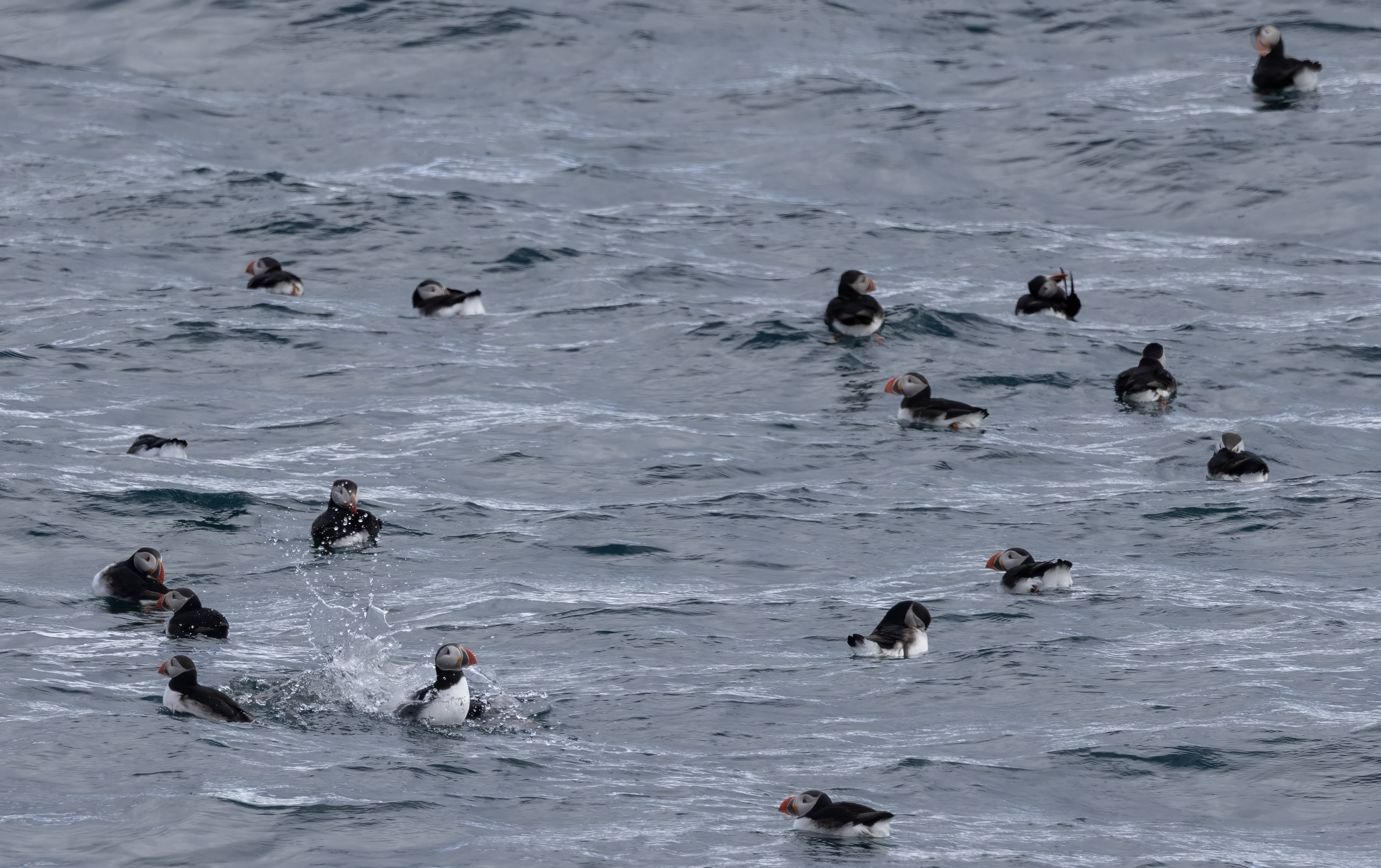 Party puffins, Vigur Iceland