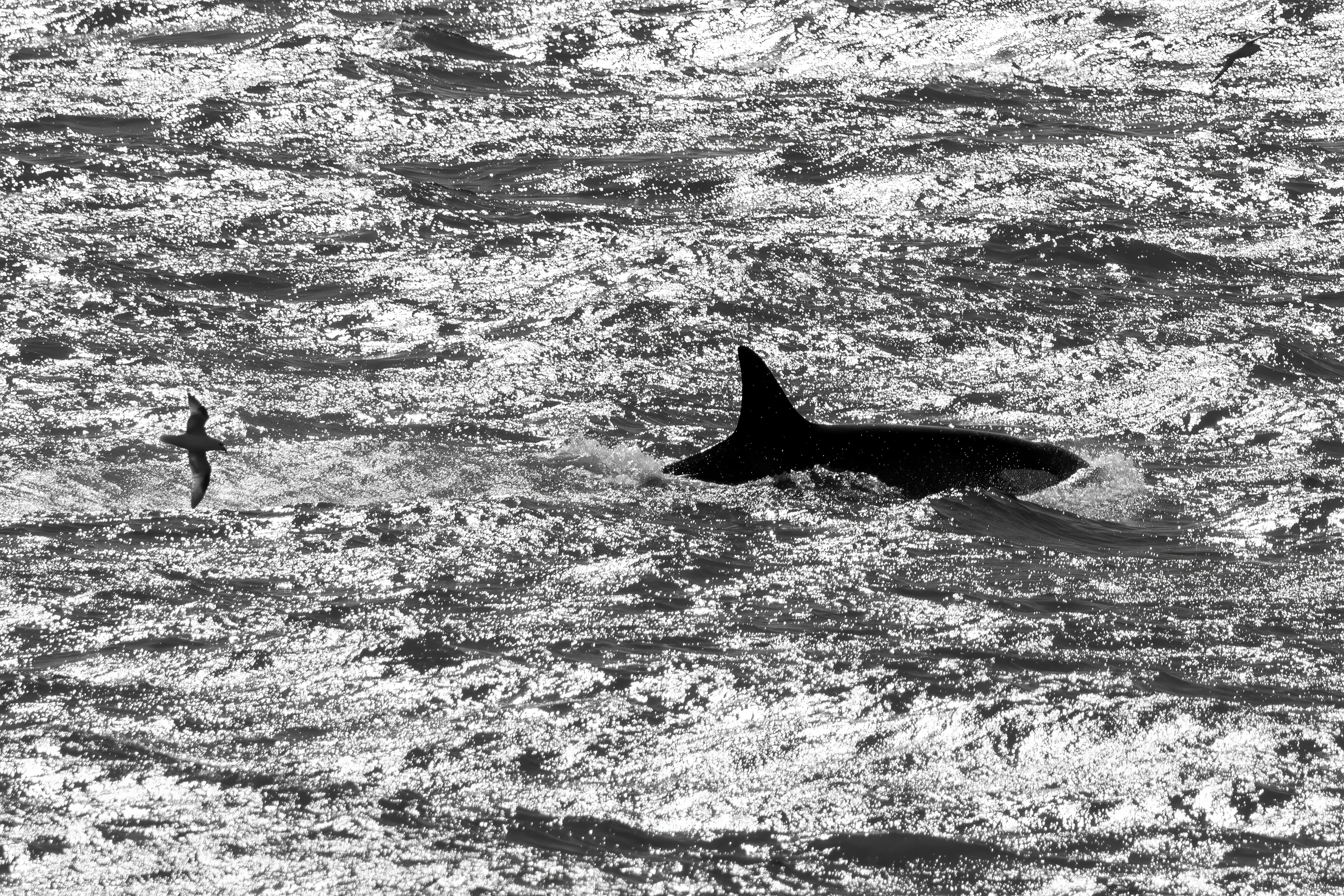 Orca and Gannet race, Off Surtsey Island, Southern Iceland