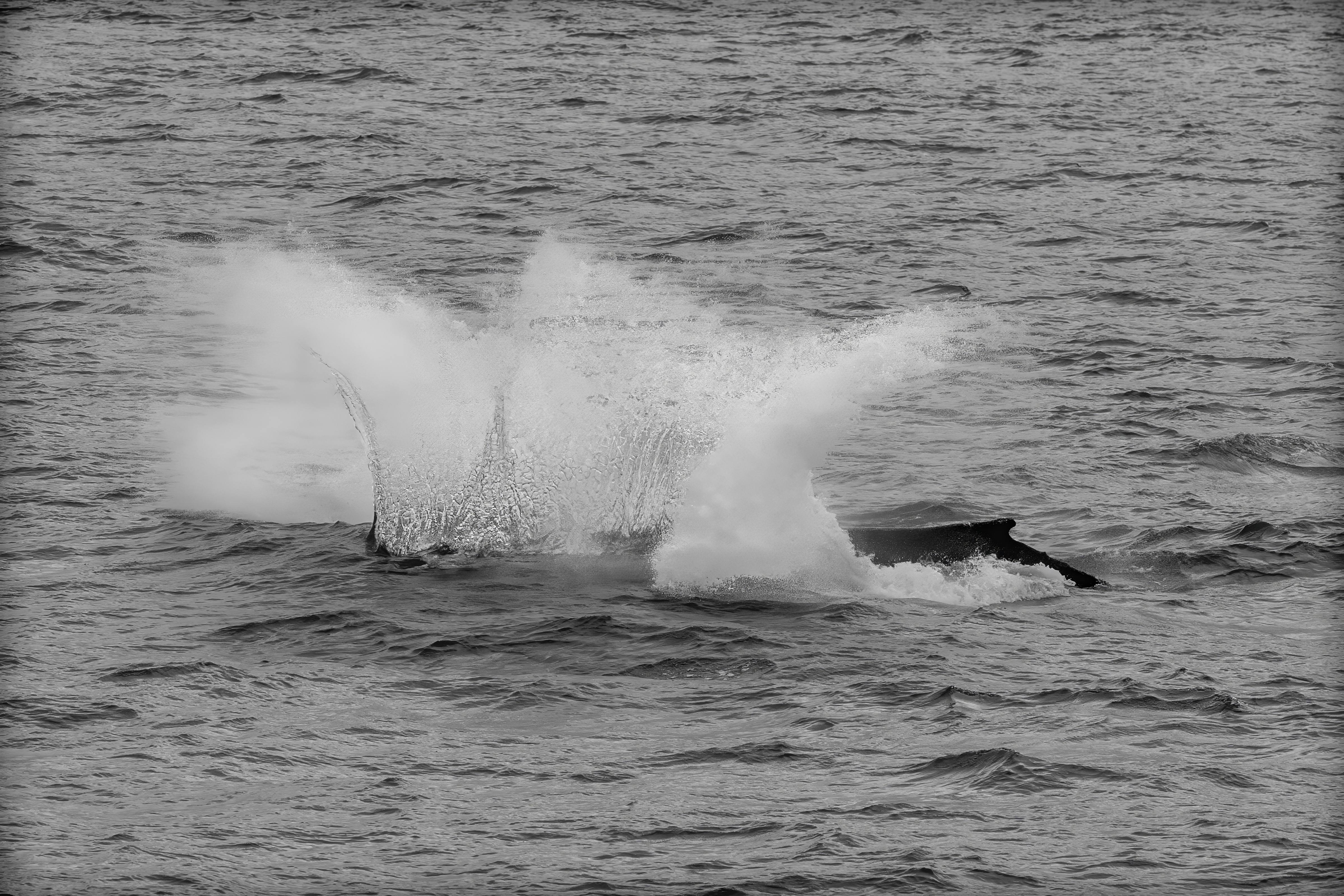 Humpback Splash and Go - Off the coast of Iceland en route to Arnastapi Island