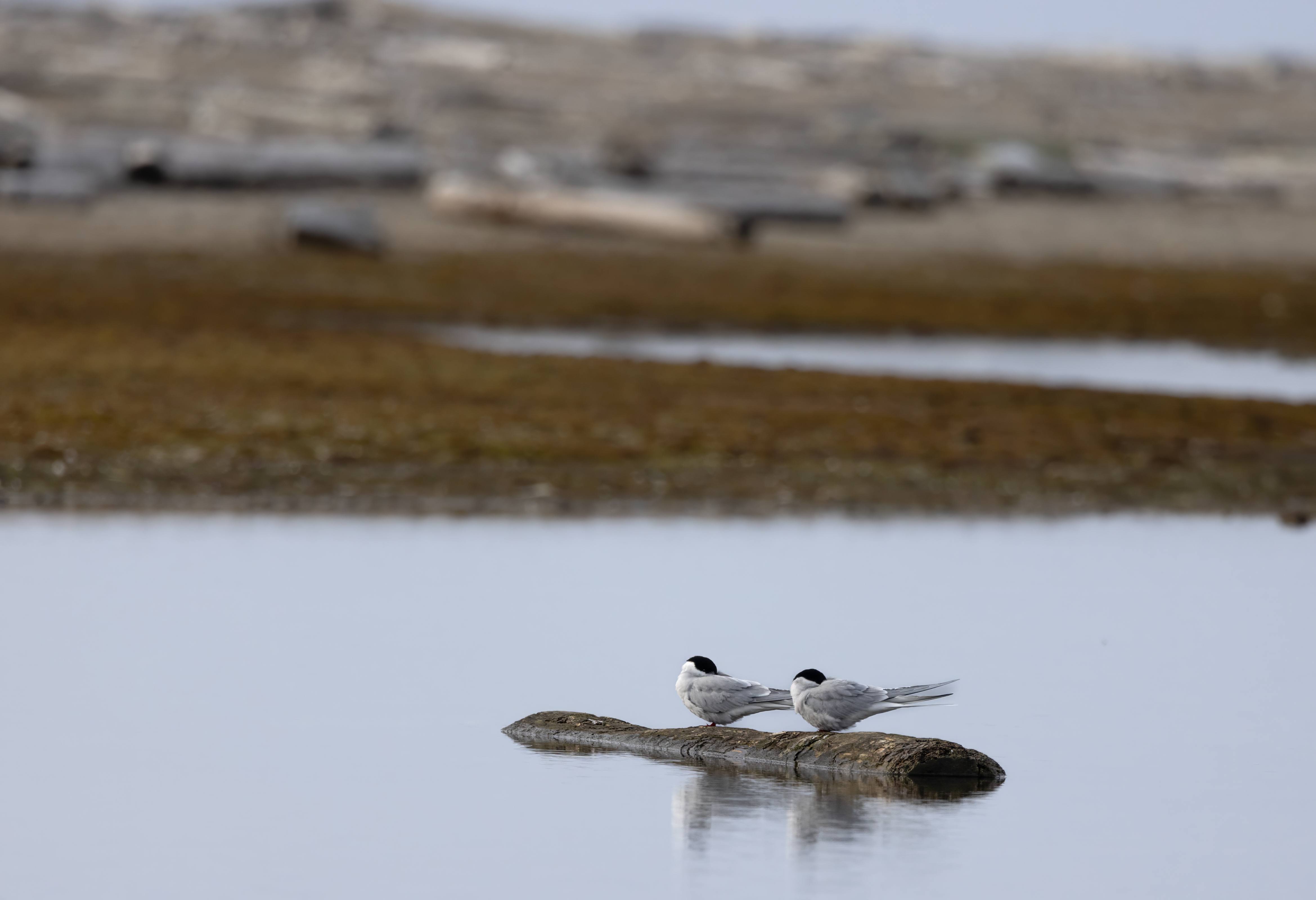 Not so Fiesty - Arctic Terns, Forlandet National Park, Longyearbyen, Svalbard, Norway