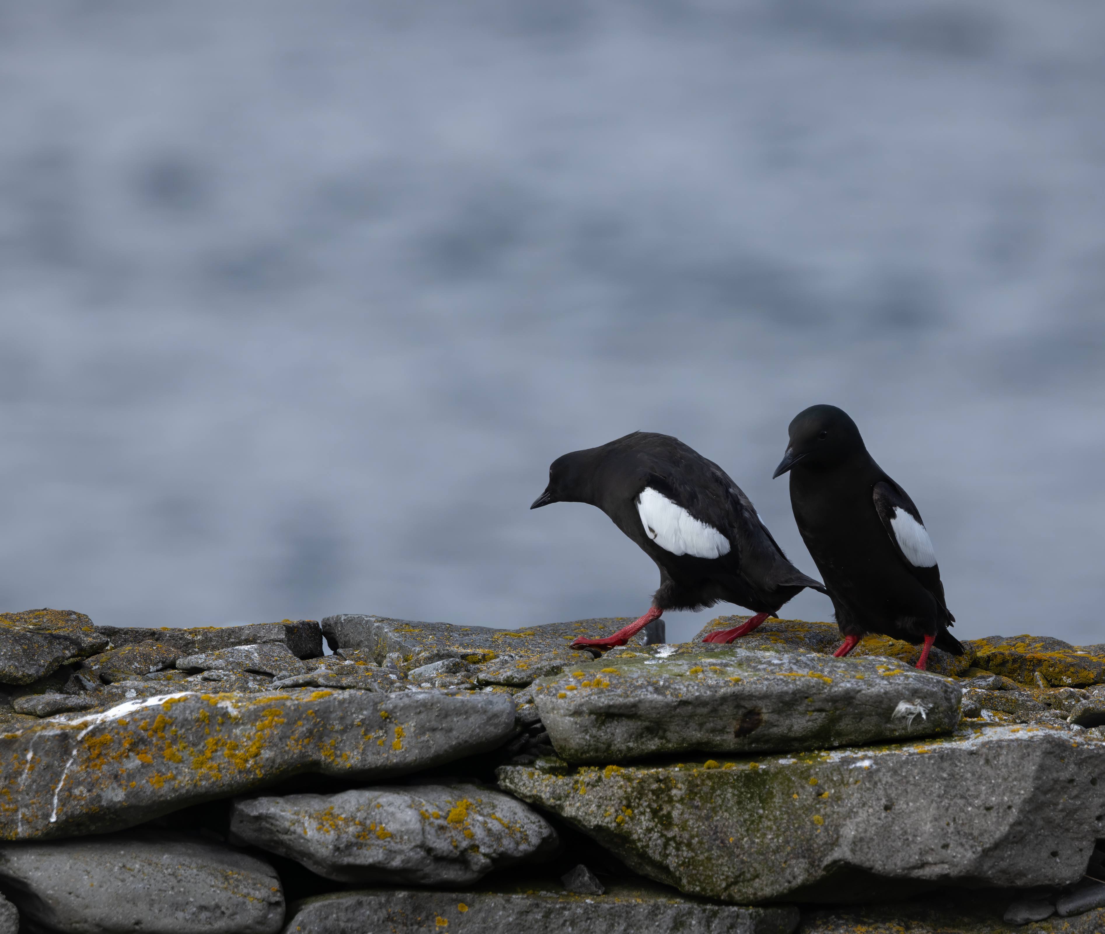 Right after - Guillemots- Vigur Island, Iceland