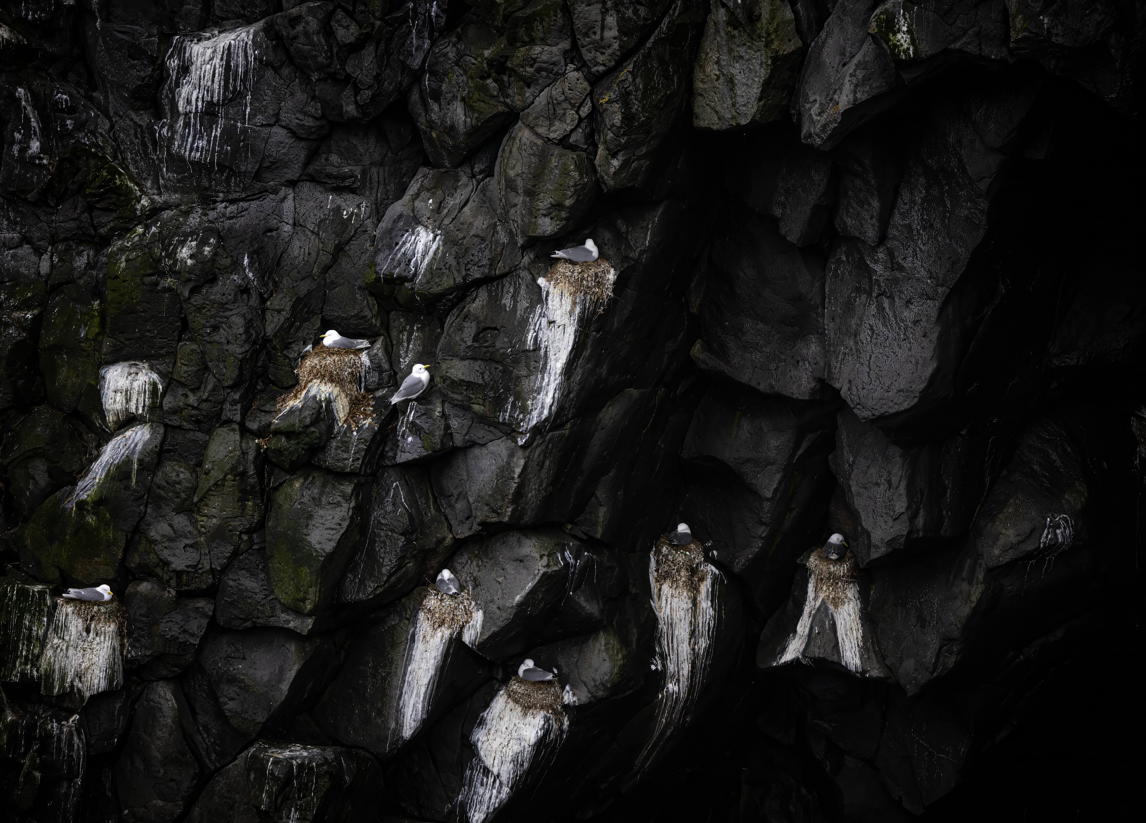 Kittiwakes on a break, Arnarstapi, Iceland