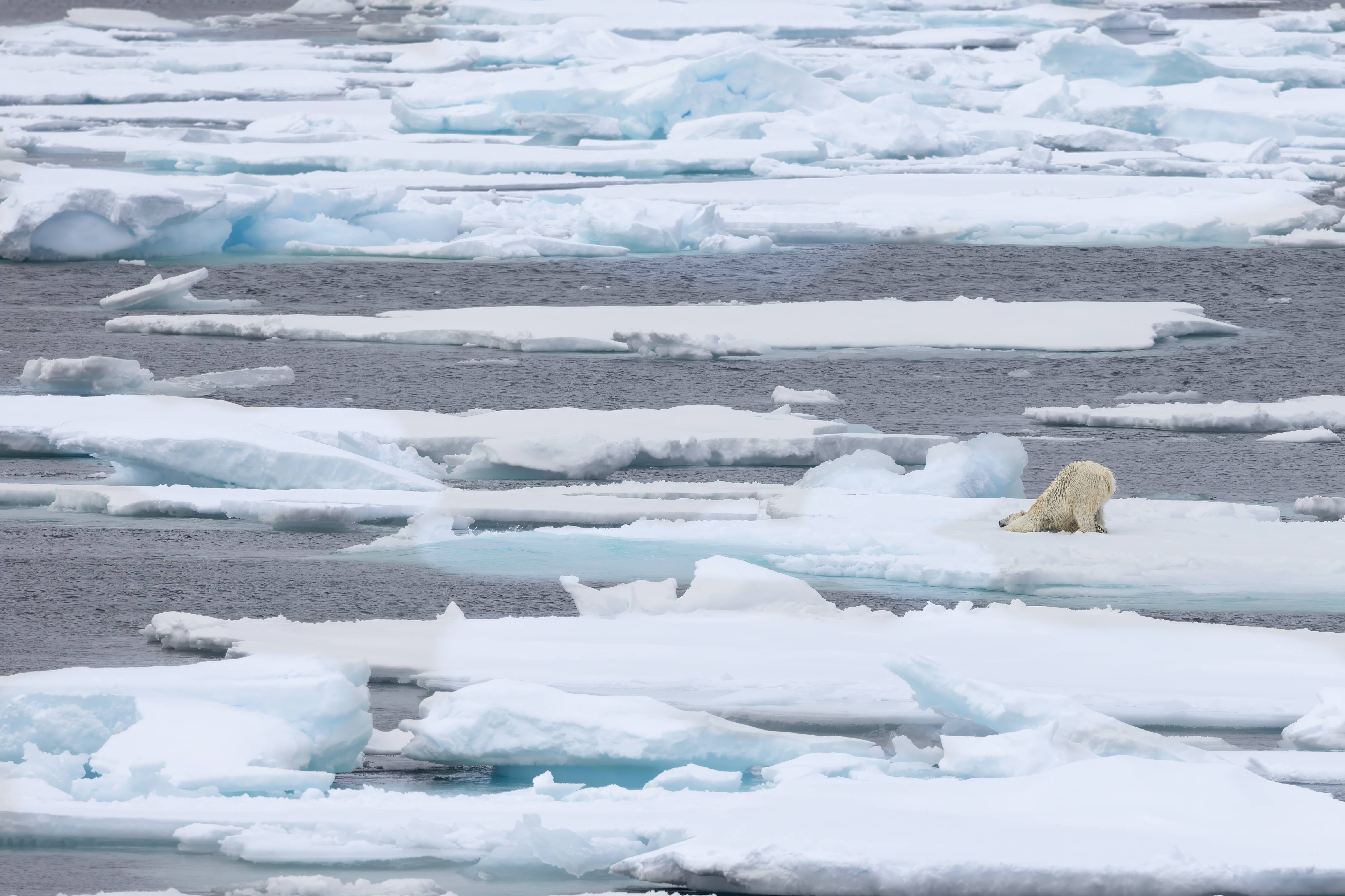 Polar Bear