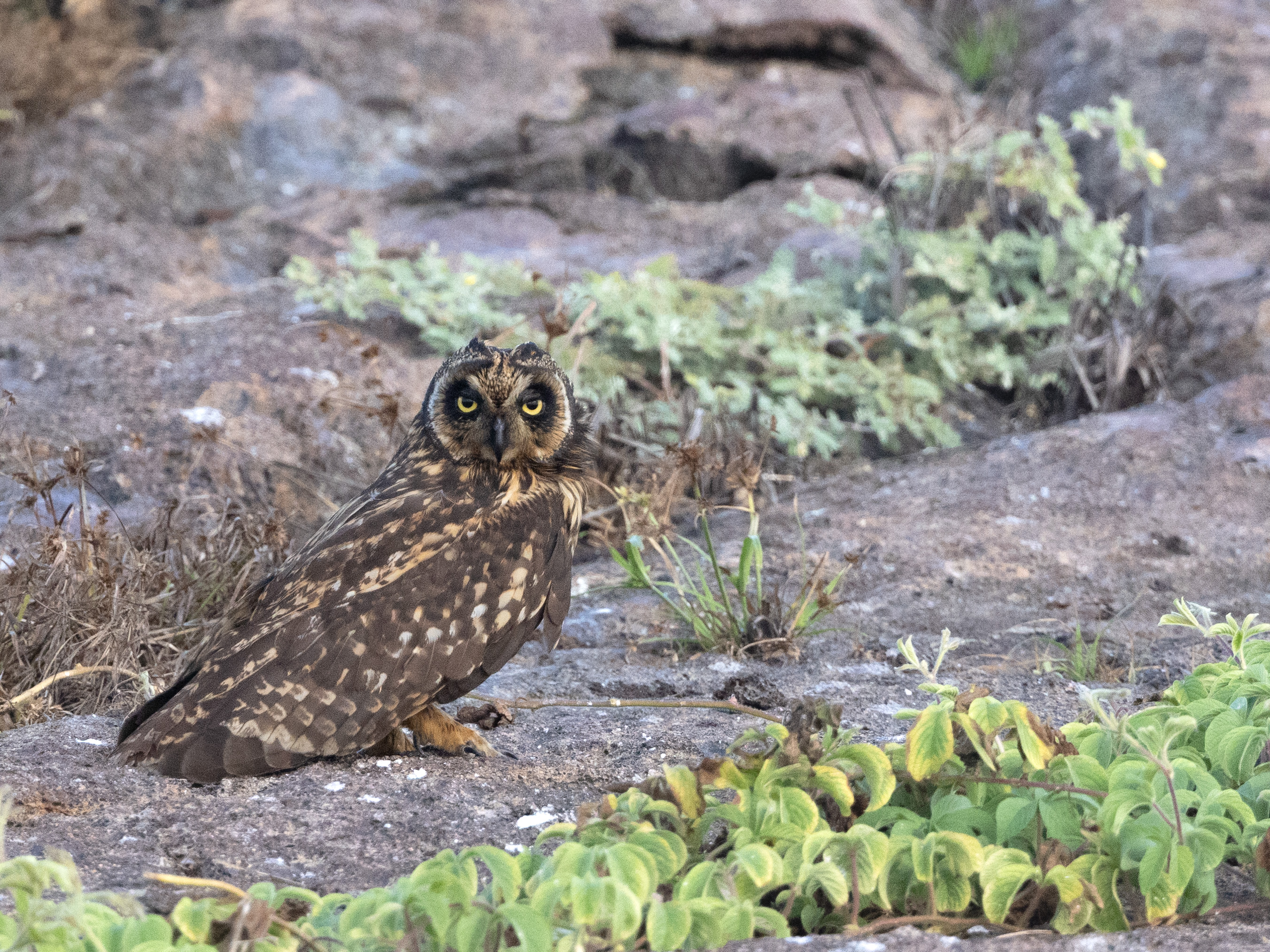 Hanging out, Galapagos short-eared owl
