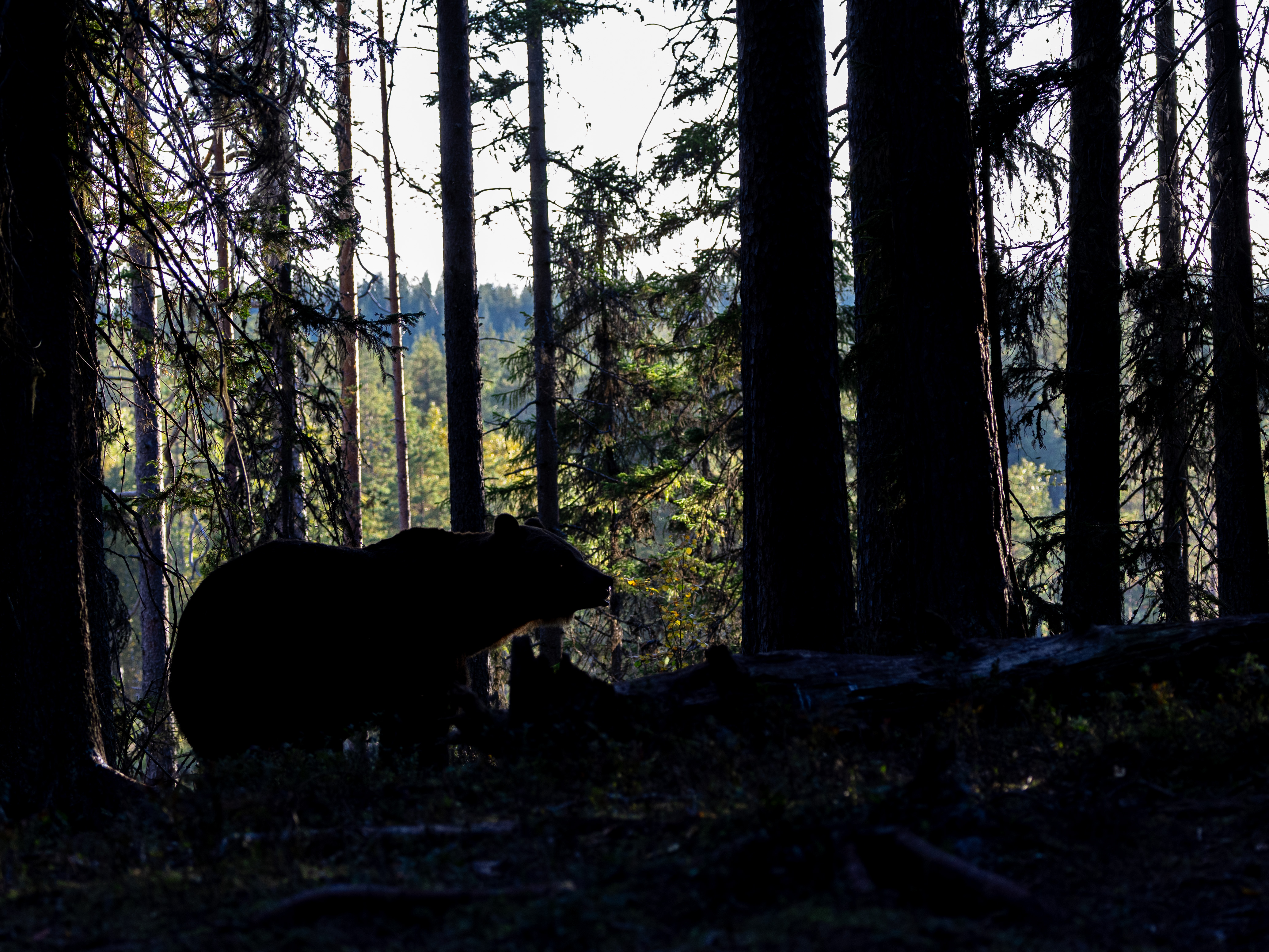 Bear Sillhoutte