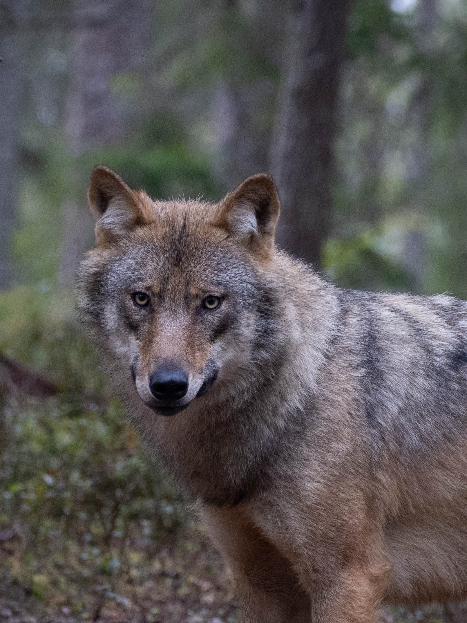 Wolfmug