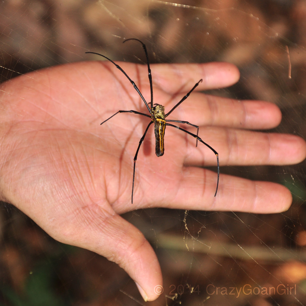 Ooooh! Spidey Marks!