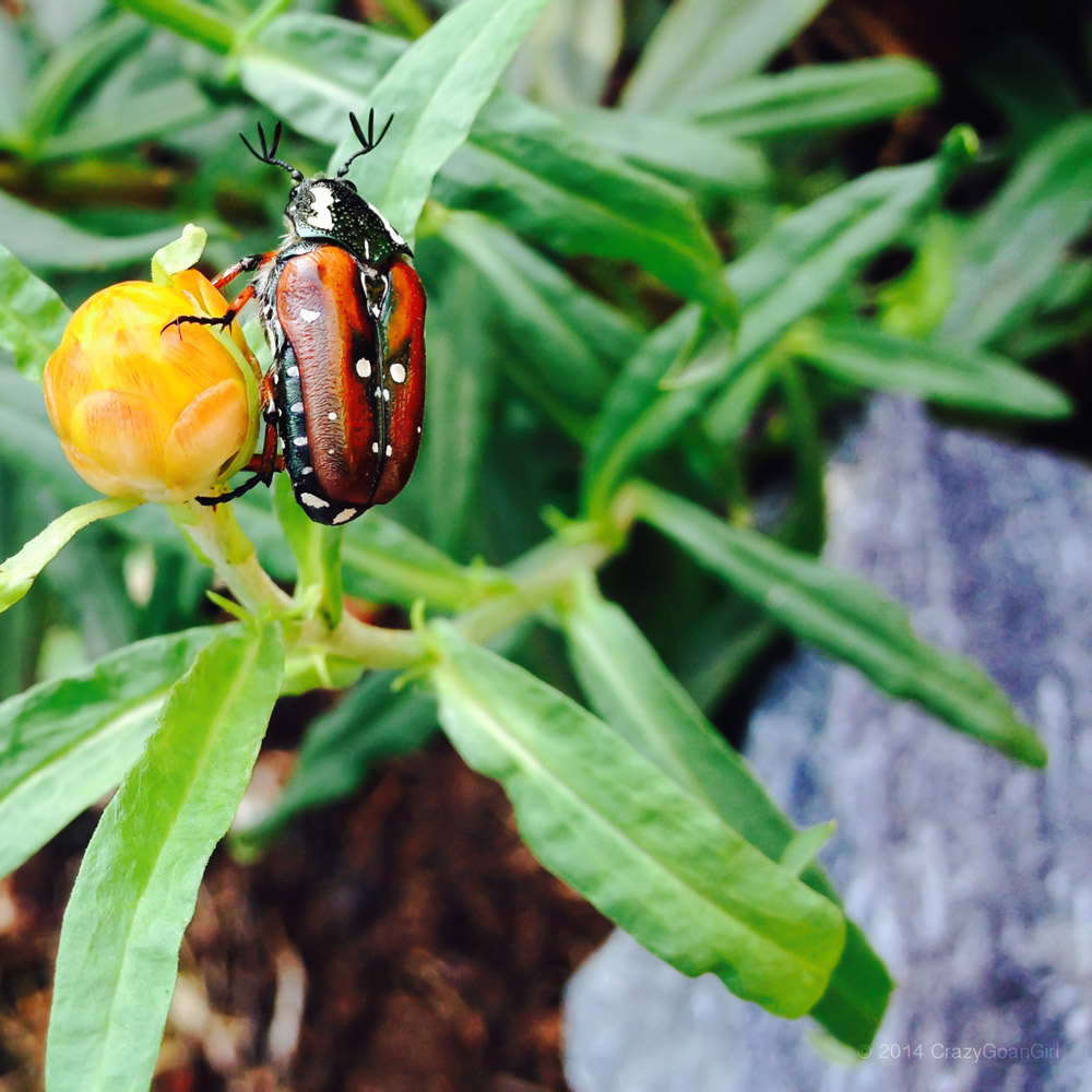 Could do with help identifying this beetle...