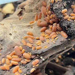 Cubaris Murina 'Mandarin' x10+1