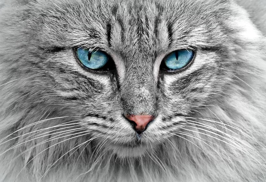 100 Funny Cat Names For Your Little Rascal Crazy Rich Pets