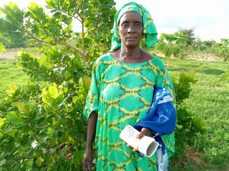 Trees For The Future Wikipedia