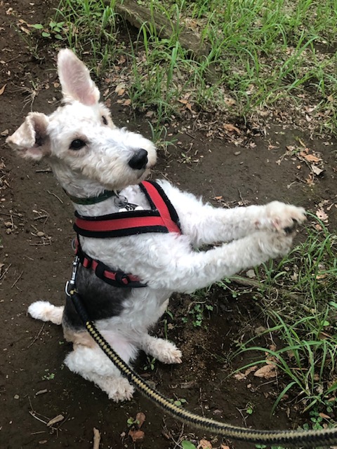 結末は想像妊娠！？