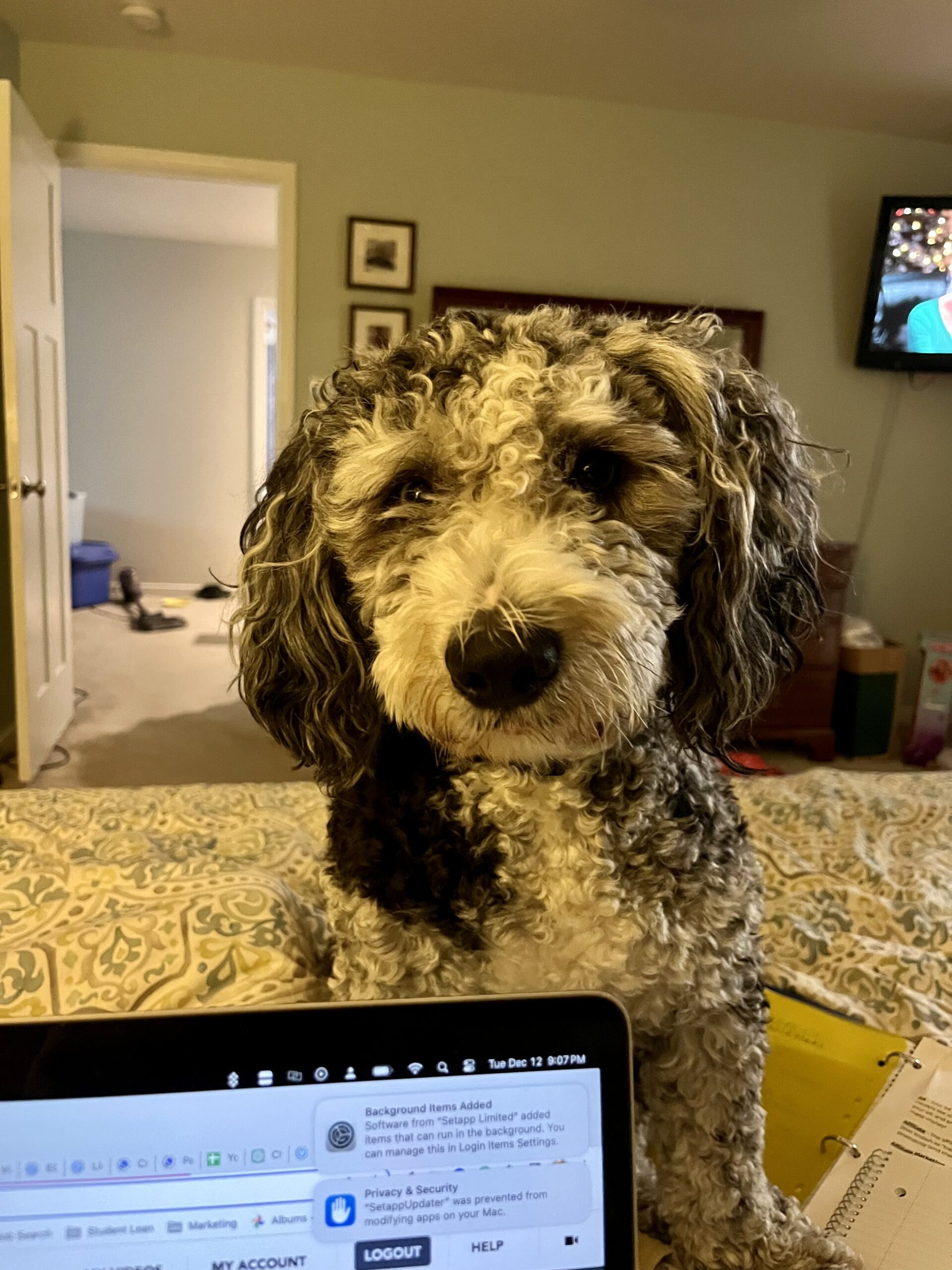 Kamo's Adventures in Ashland, Va 3 IMG 3763 scaled