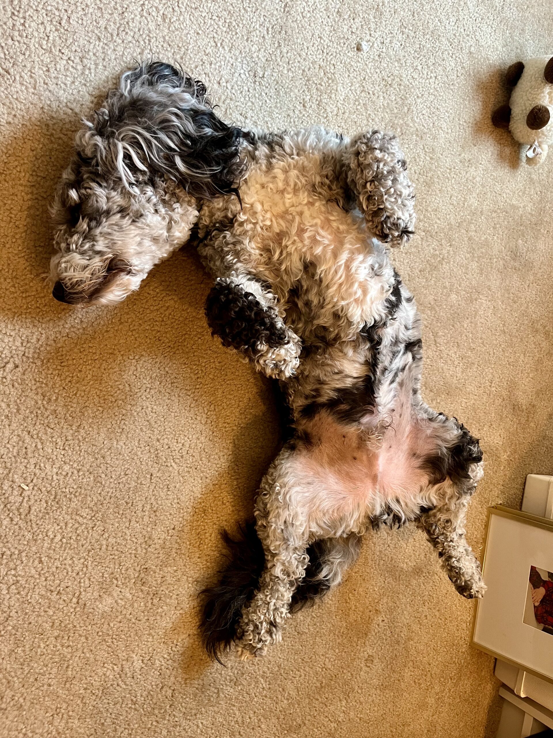 Kamo's Adventures in Ashland, Va 2 IMG 4057 scaled