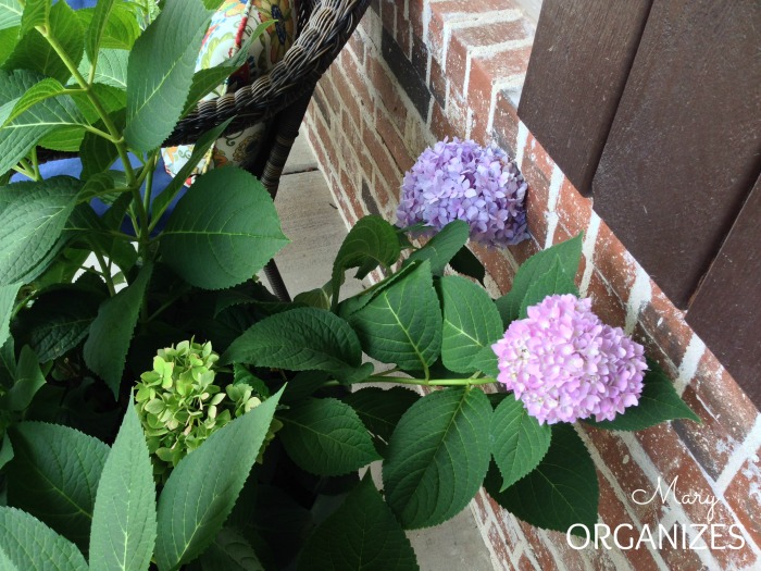Container Hydrangeas add acidifier to the soil to get color variation
