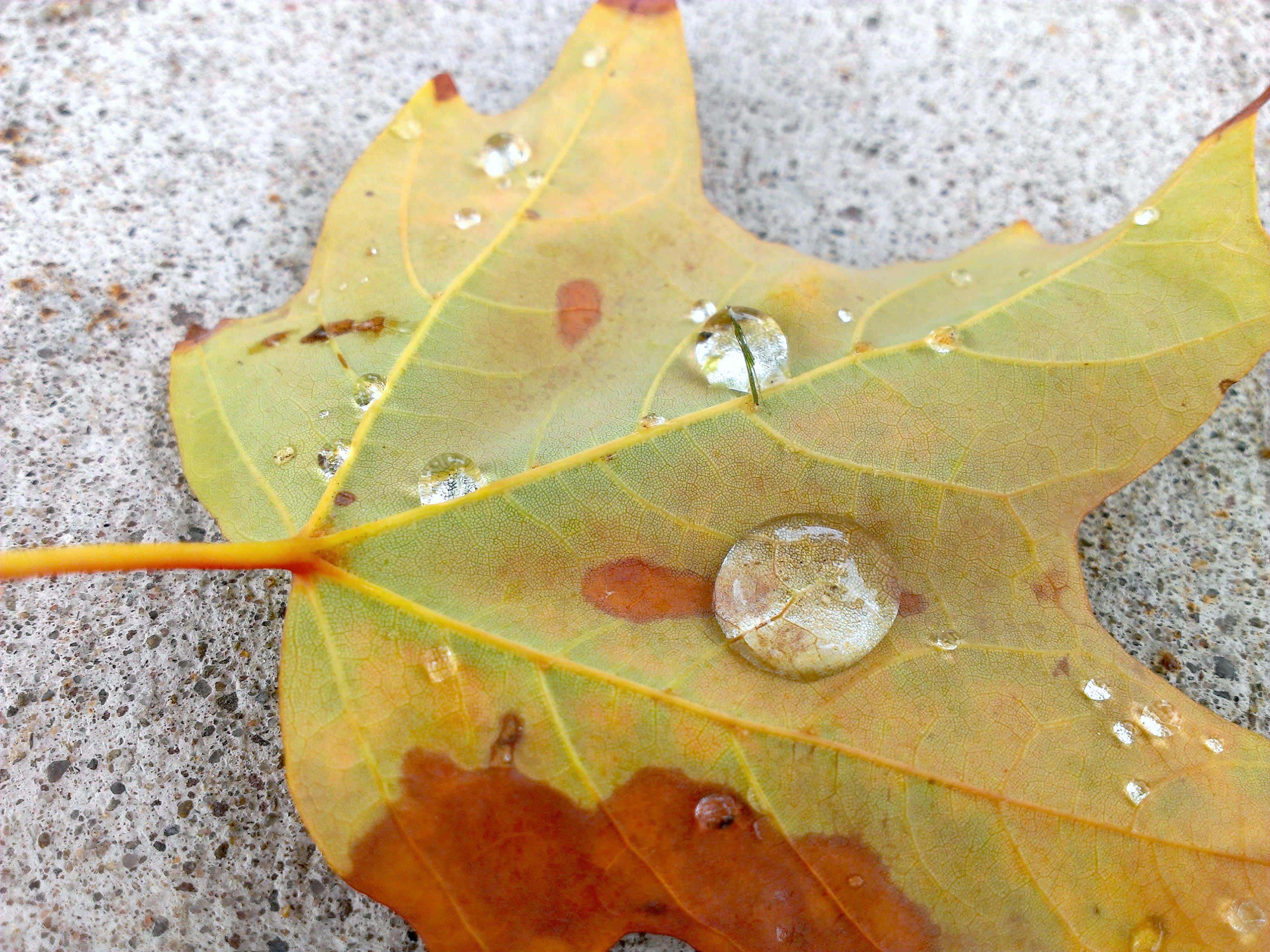 Summer Rain