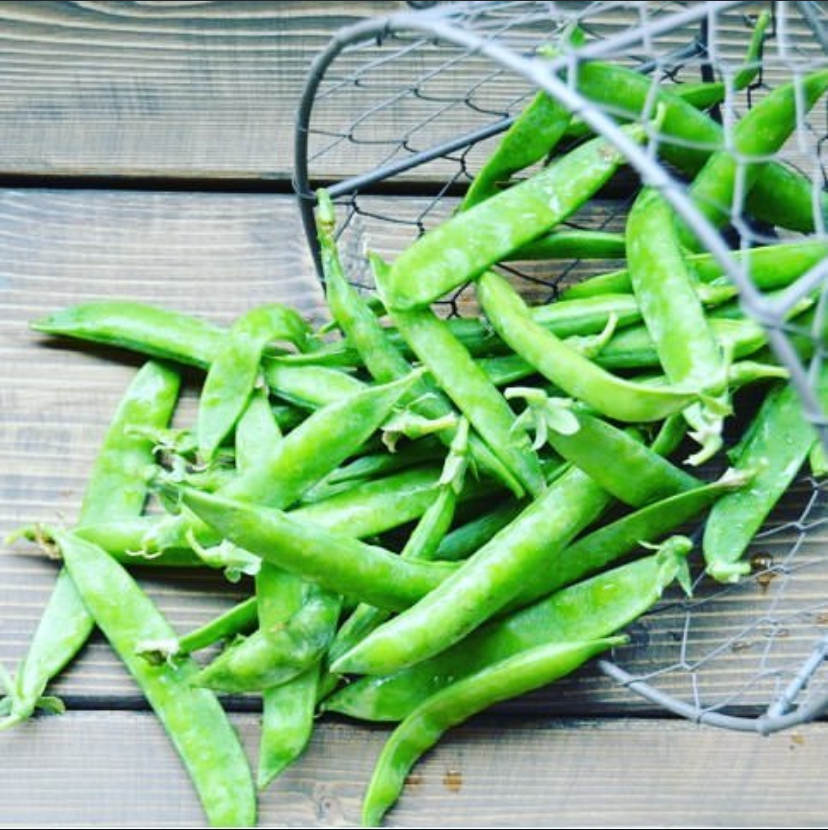 Fresh picked green beans spilling out of a wire basket on a rustic wood table.