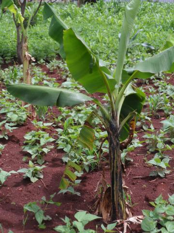 De bananenplant groeit ook goed