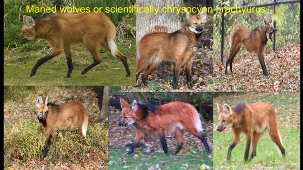Collage of Maned Wolf Photos