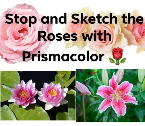 Stop and Sketch the Roses