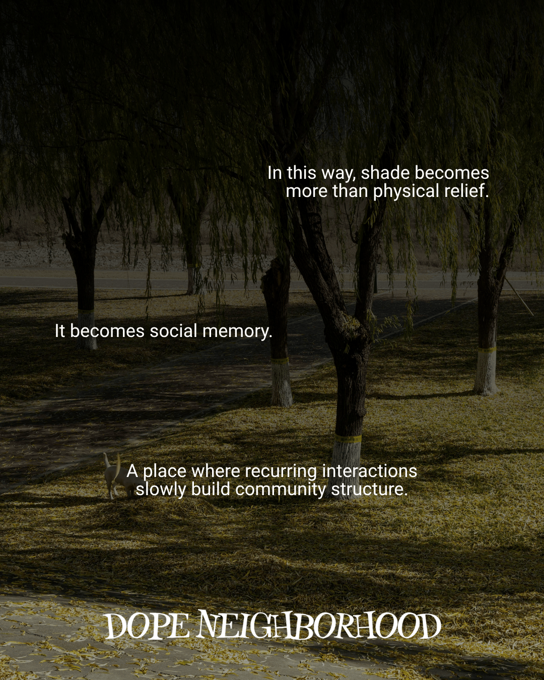 A serene outdoor scene featuring trees with overhanging branches, surrounded by fallen leaves, accompanied by text reflections on community and social interactions.