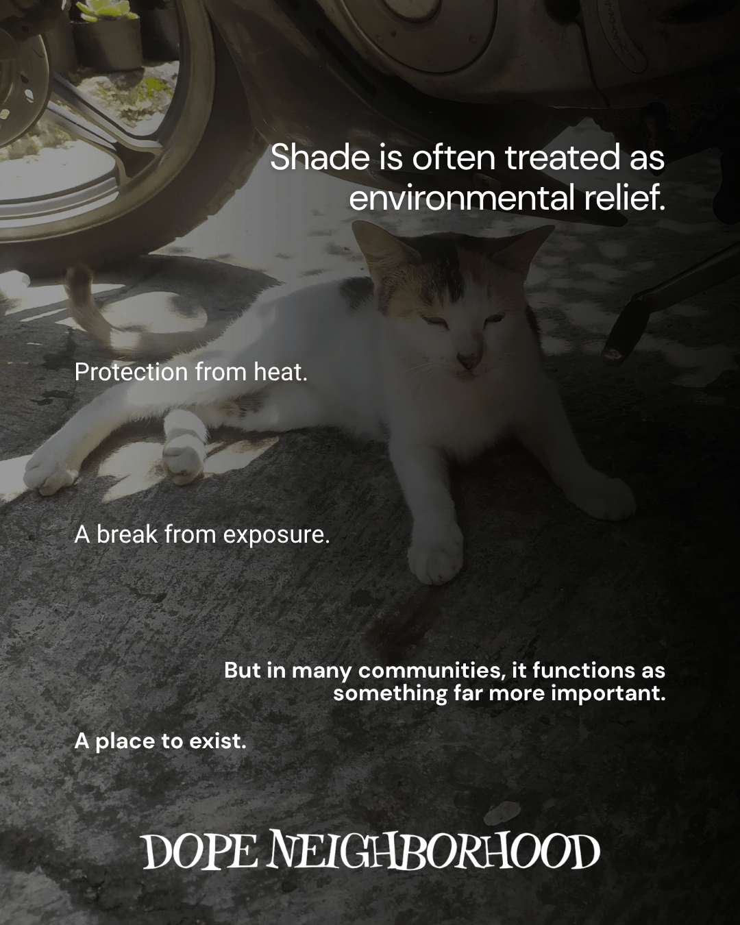 A resting cat lying on a paved surface under a shaded area, with text overlay discussing the importance of shade as environmental relief.