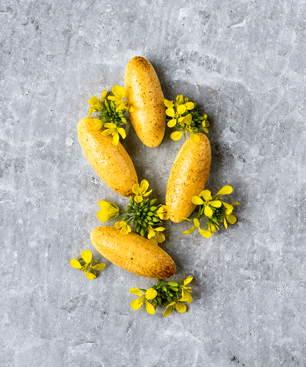 Golden Cheese Petals