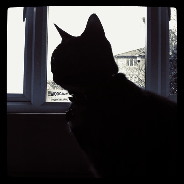 Silhouettes and cats. Why photograph anything else?
