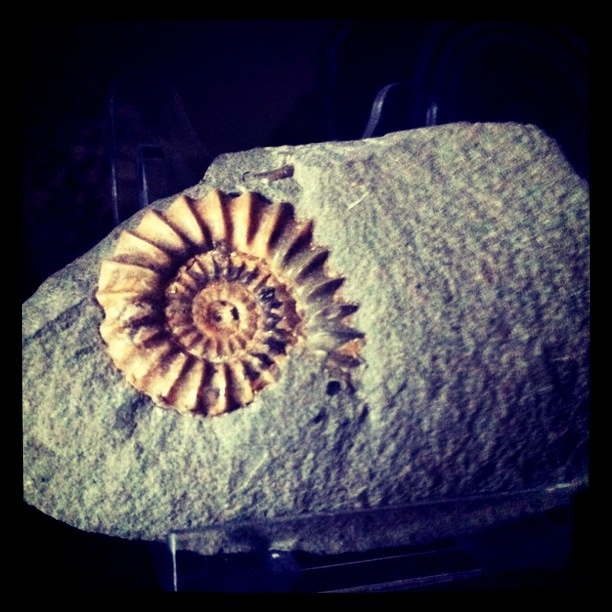 Despite having found this fossil years ago, I've never actually photographed it.