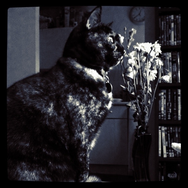 Yes, I photograph my cat a lot. Hey, she's photogenic and doesn't complain as much as the wife.