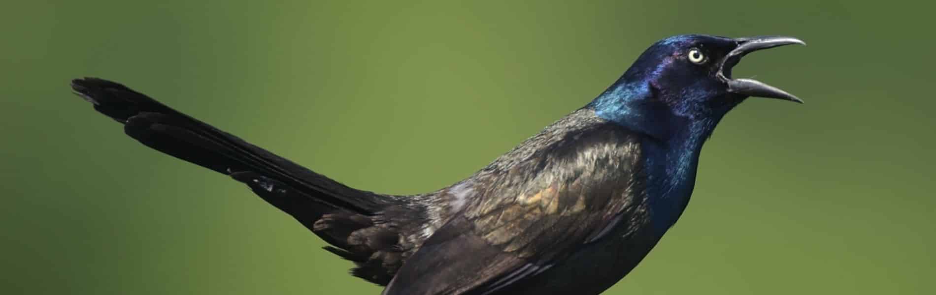 What Does a Common Grackle Sound Like?