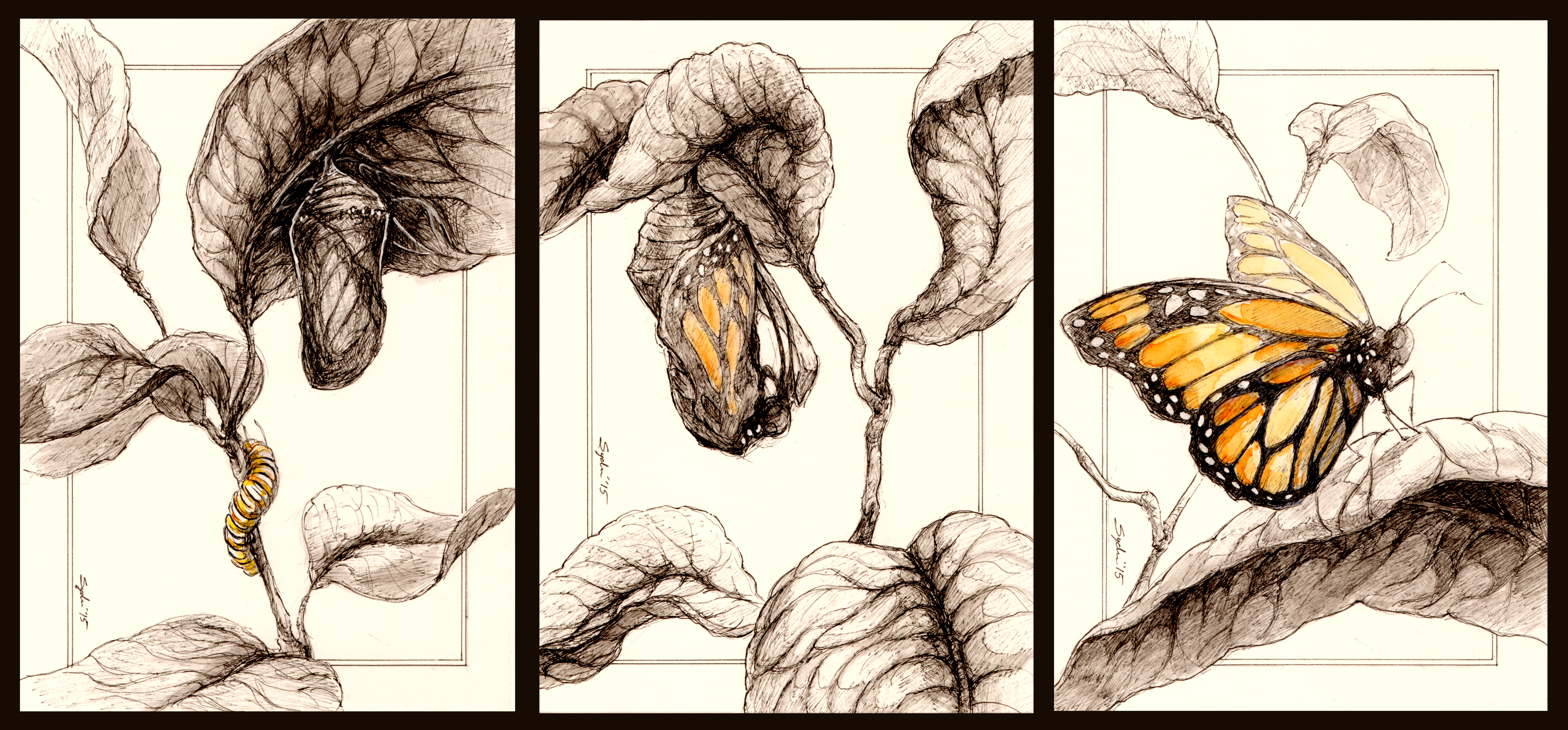 Metamorphosis - traditional ink and watercolor - 2015