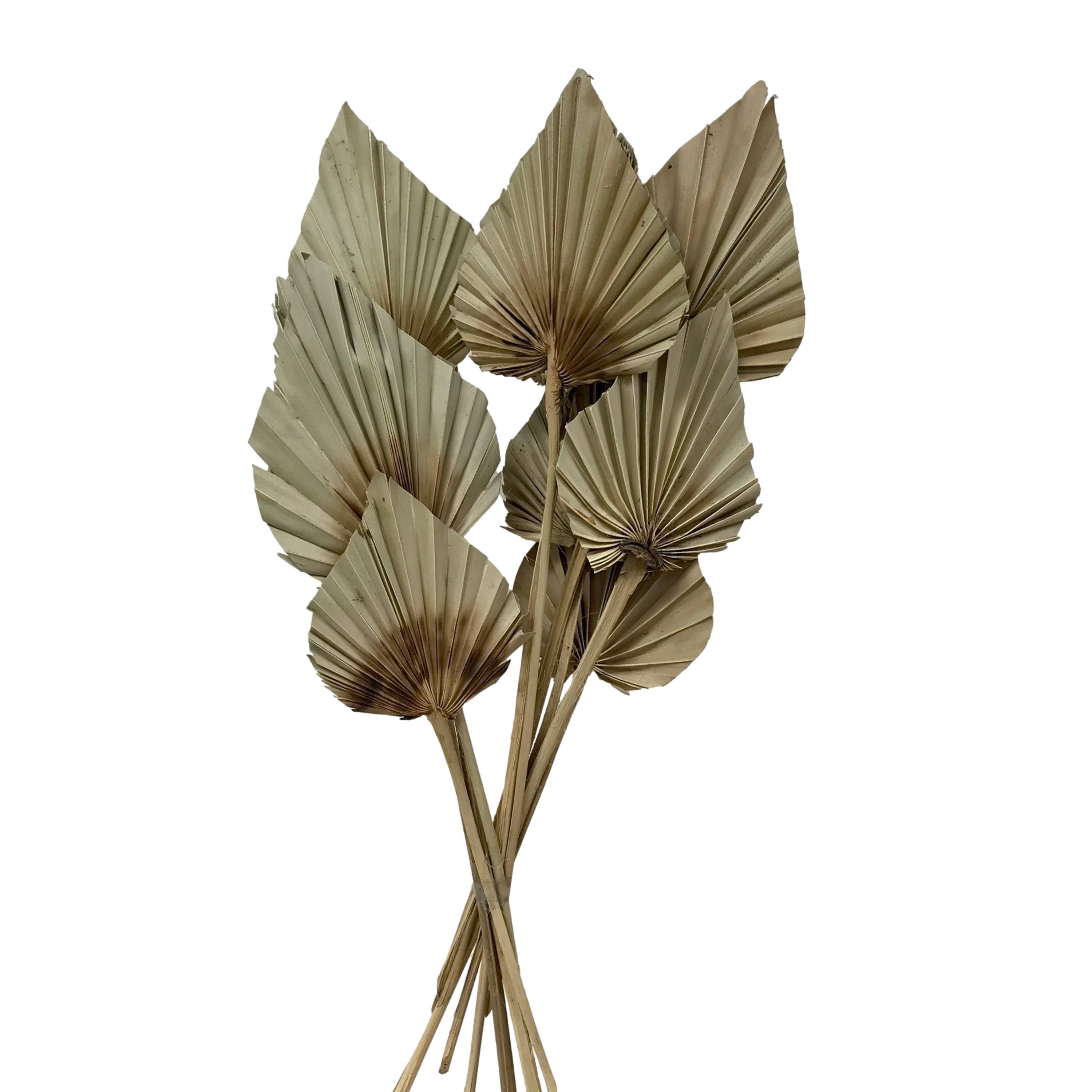 10 Stem Natural Dried Palm Leaf Bunch 10 Stem Burnt Centers Spear Shape