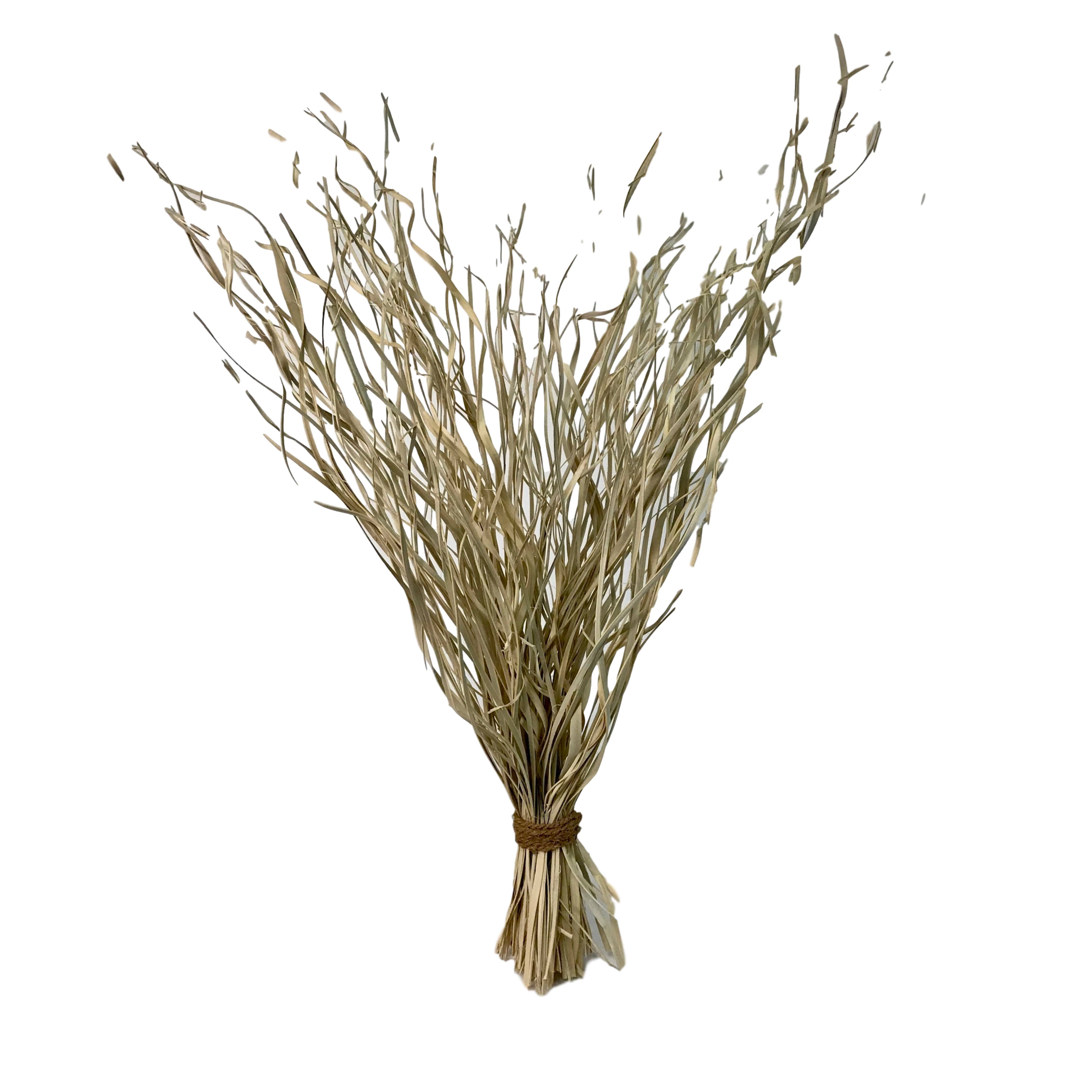 Fall & Thanksgiving 250gm Palm Magdalena Bleached Bunch