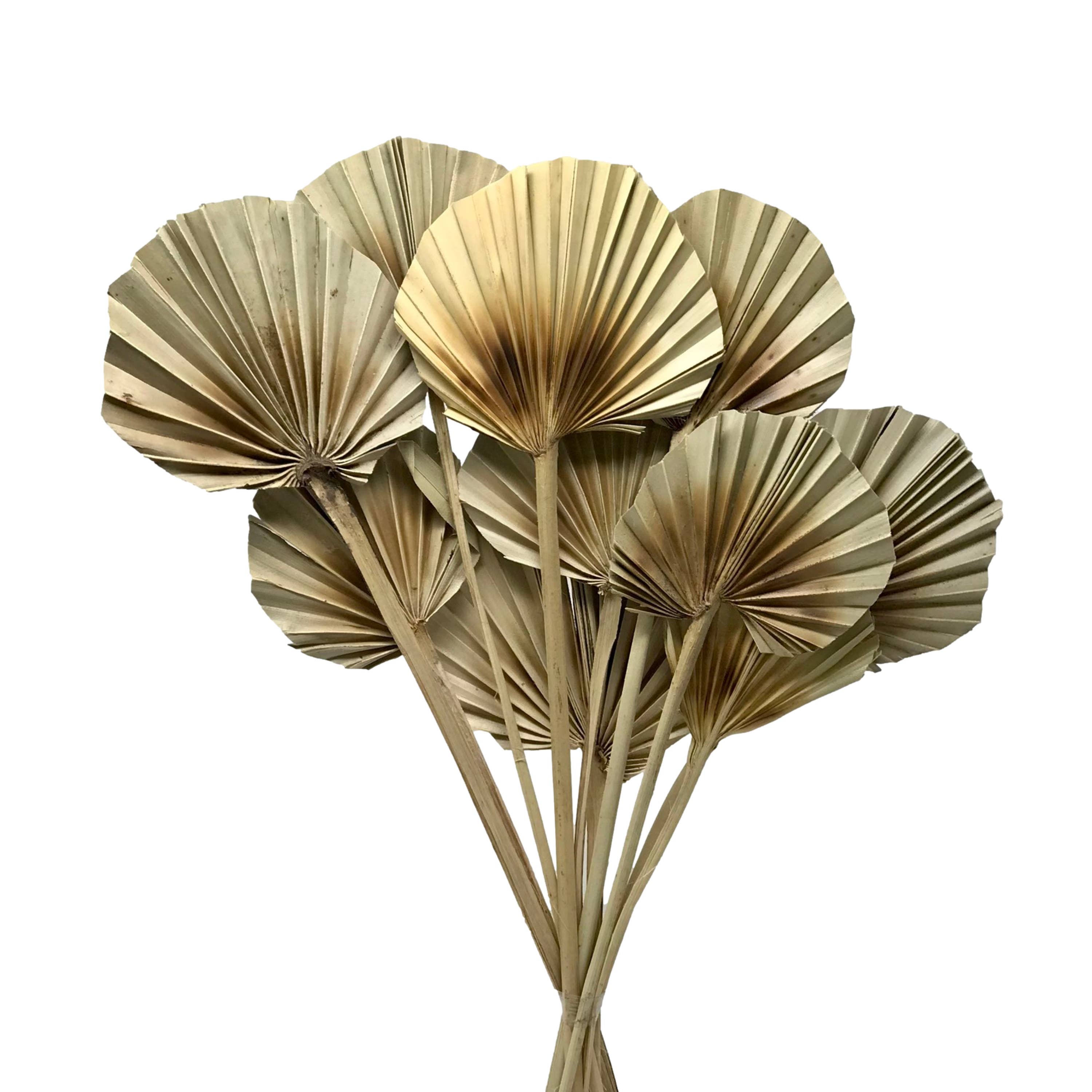 10 Stem Natural Dried Palm Leaf Bunch 10 Stem Burnt Centers Round Shape