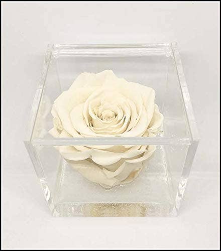 Cubo Rose Eterna Stabilizzata Bianca 12cm Artigianale
