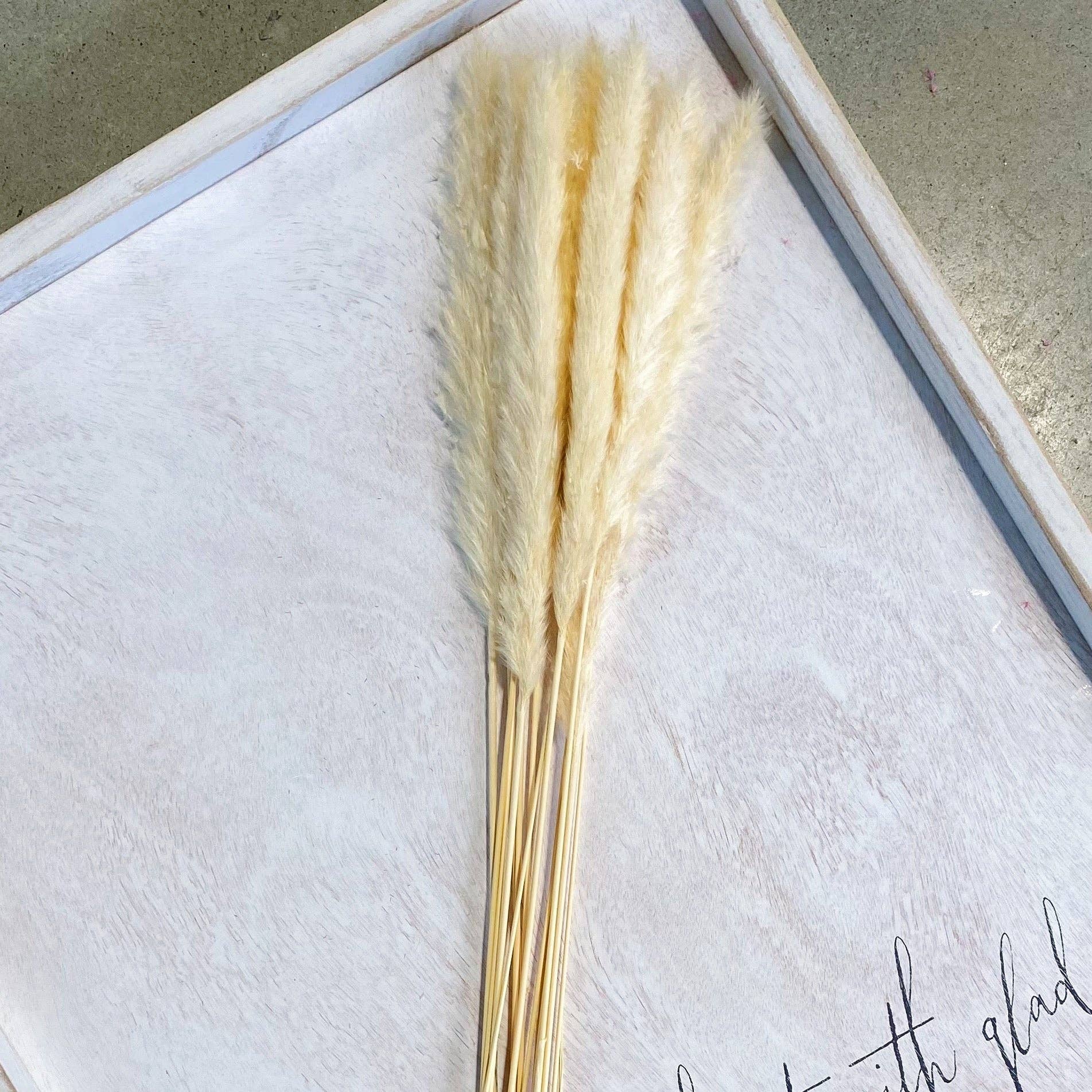 Freshly Preserved Pampas, Ivory