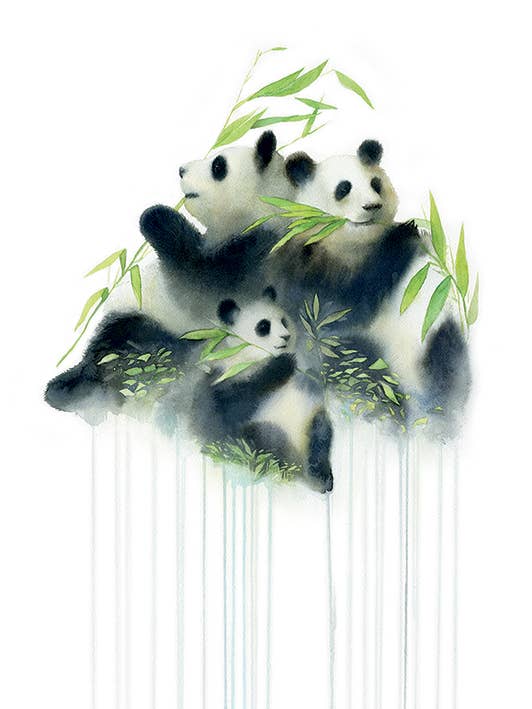 Oliver Flores (Pandas Bamboo) - WDC100158, 60 x 80cm Canvas - Large