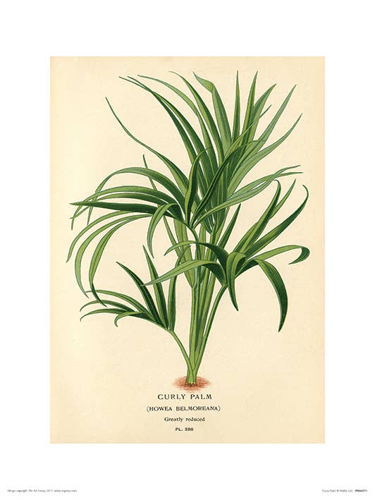 Piddix (Curry Palm) - PPR44571, 30 x 40cm Graphic