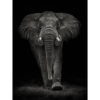 Mario Moreno (Ngorongoro Bull) - PPR51506, 60 x 80cm, Animals