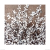 Simon Fairless (White Spring Blossom) - PPR46095, 60 x 60cm Floral