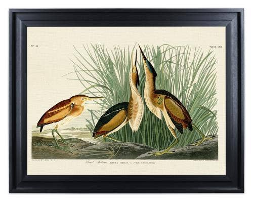 John James Audubon (Least Bittern) PFC96554, 60 x 80cm