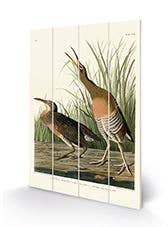 John James Audubon (Salt Water Marsh Hen) SW13926A, 40 x 59cm