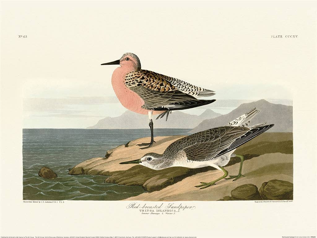 John James Audubon (Red-breasted Sandpiper) PPR54451, 30 x 40cm