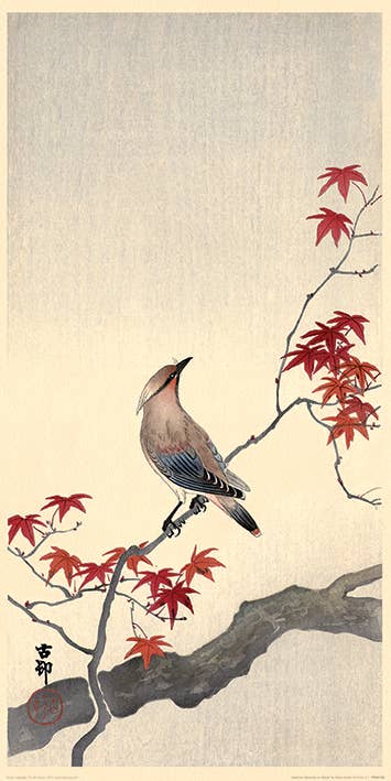 Ohara Koson (Japanese Waxwing on Maple) - PPR41728, 30 x 60cm Graphic