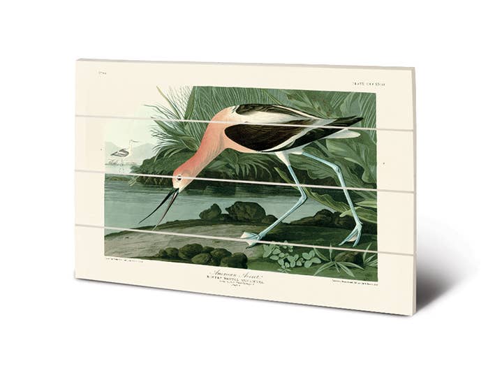 John James Audubon (American Avocet) - SW13009A, 40 x 59cm Wood Prints - Small