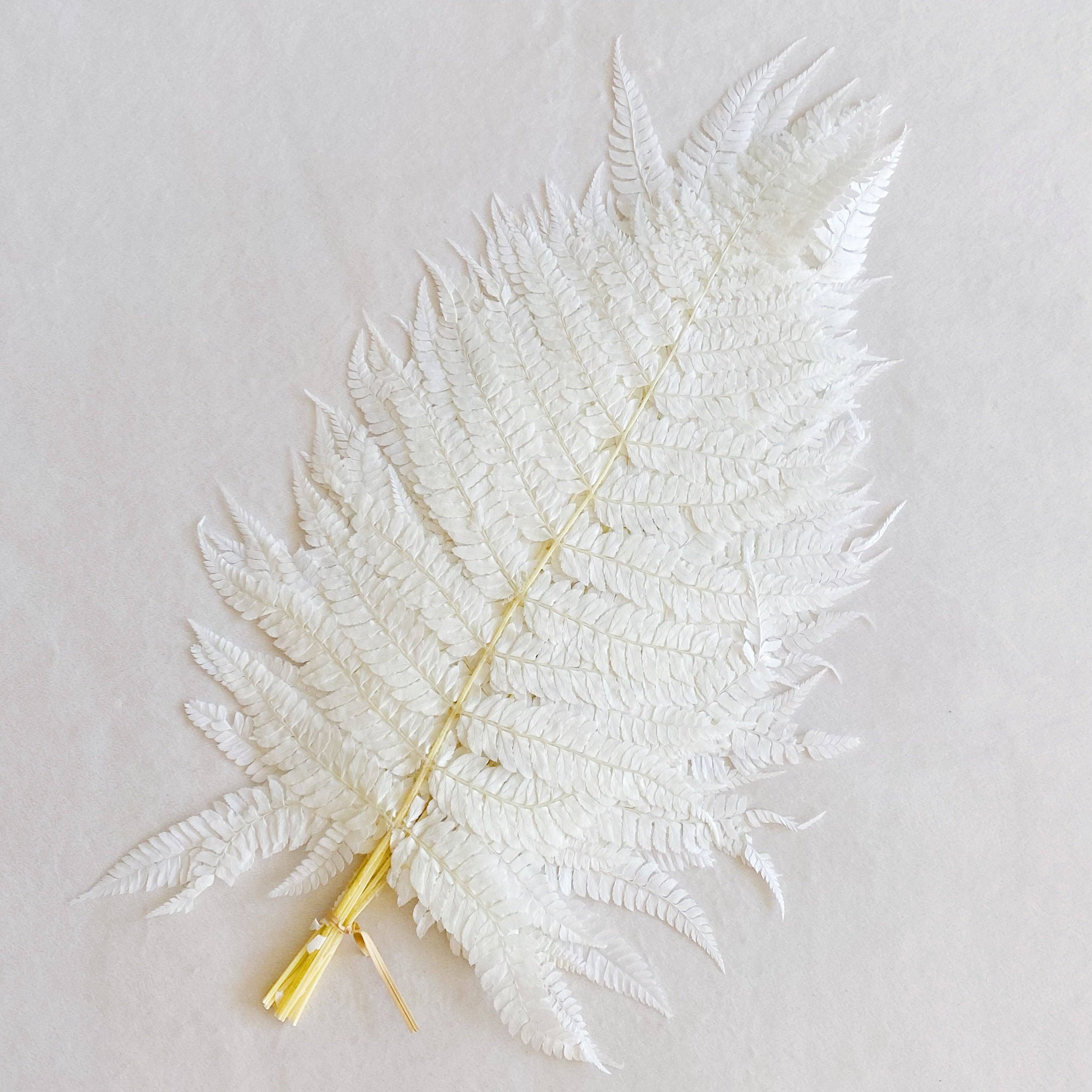 Preserved Fern Tall Leaf Bunch, White